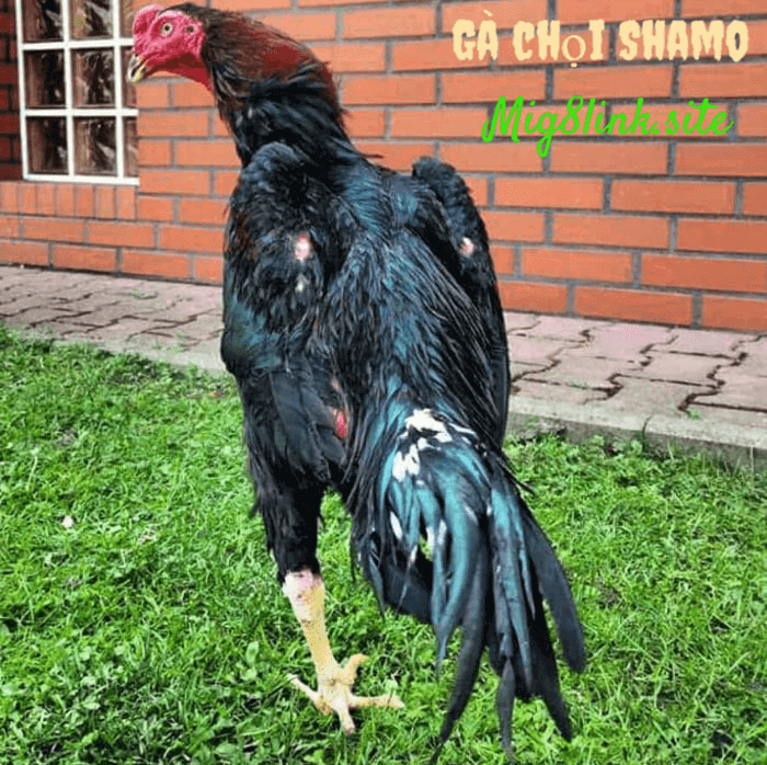 Đặc điểm hình thể của gà chọi Shamo